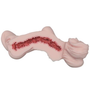 Chie – Elsababe Silicone Torso Masturbator