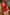 Sex doll in red Santa dress indoors with Christmas tree in background