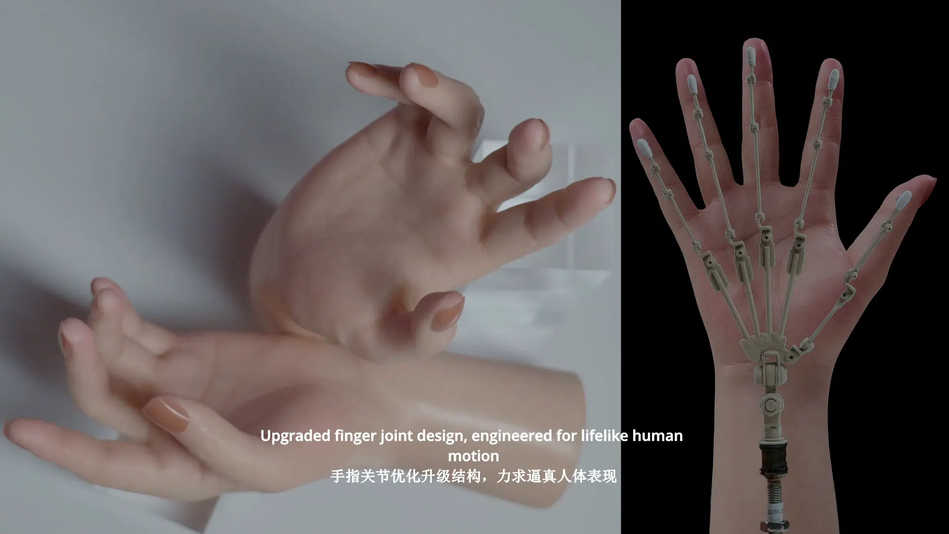 Finger Internal skeleton